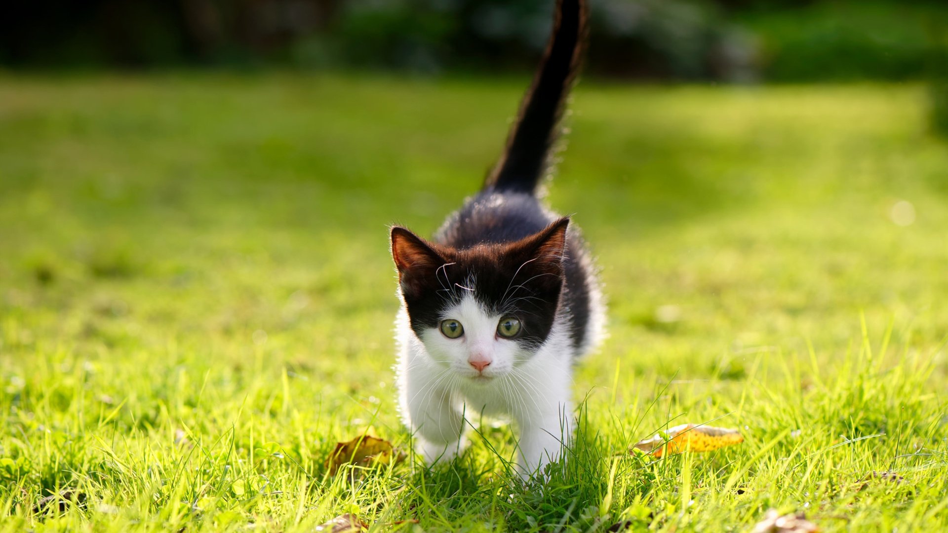 九游娱乐(jiuyou)官方网站-法甲逆转，教练总结亮点，法甲转会一览 新浪体育