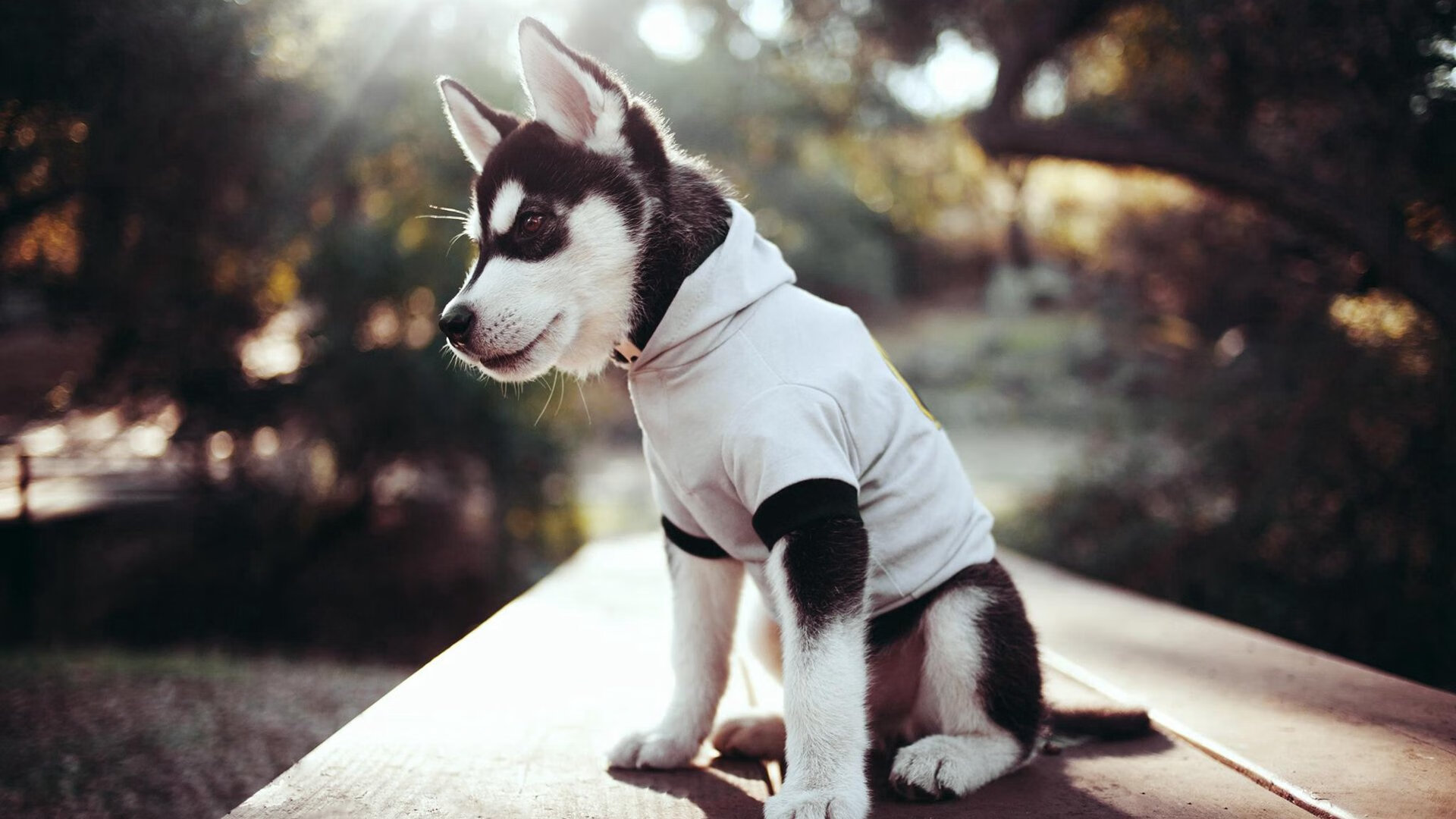 九游下载官网-费城76人“新秀”恩比德，带队再上巅峰！，费城76人集锦