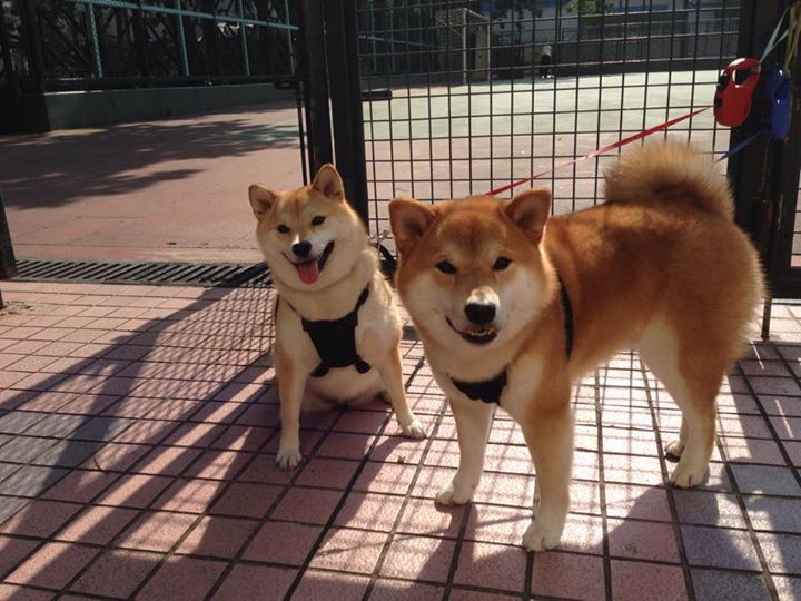 九游娱乐-费兰·托雷斯再创佳绩，带领皇马扩大领先优势，费兰·托雷斯集锦