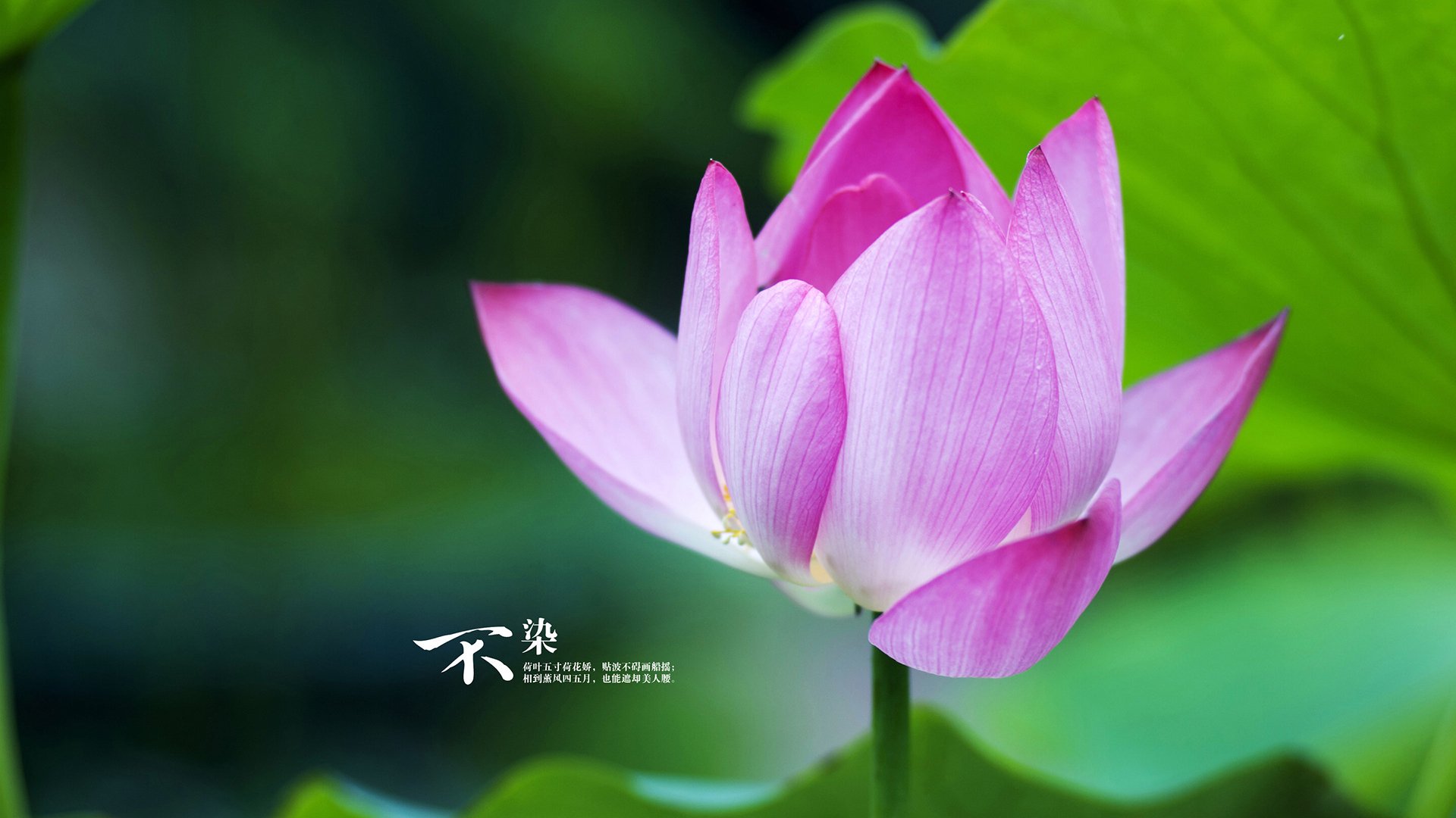 Aster新人选手表现抢眼,aster进ti了吗