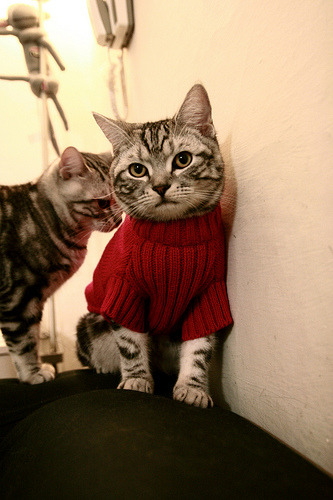 PSG.LGD阵容深度不断增强,psg lgd阵容