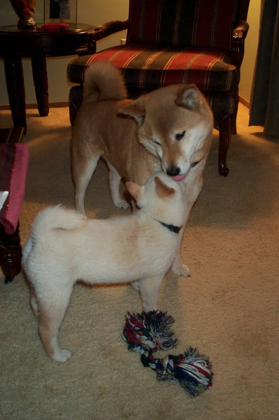 加布里埃尔·卡瓦略以1600万美元转会至沙特球队阿尔卡迪西亚,卡加阿加瓦尔