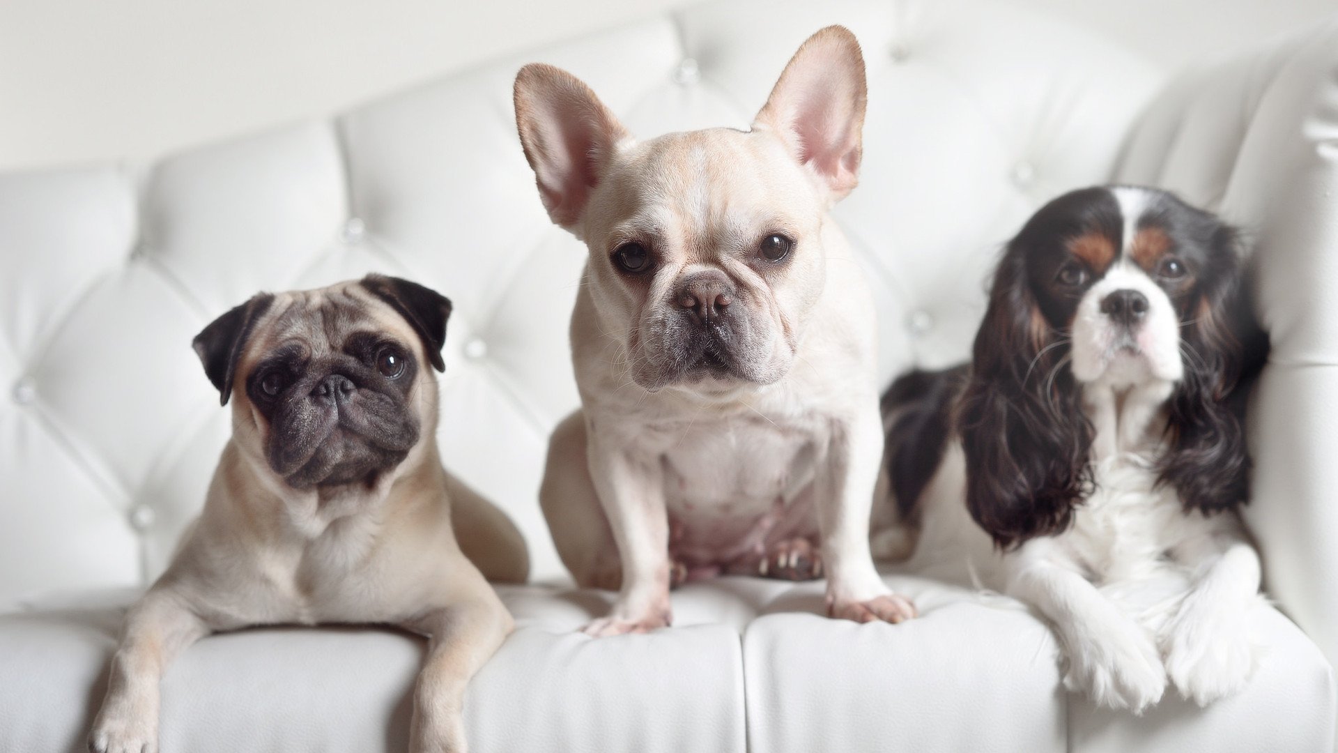 弗赖堡士气高昂,球员备战下一轮强力对手,弗赖堡青训