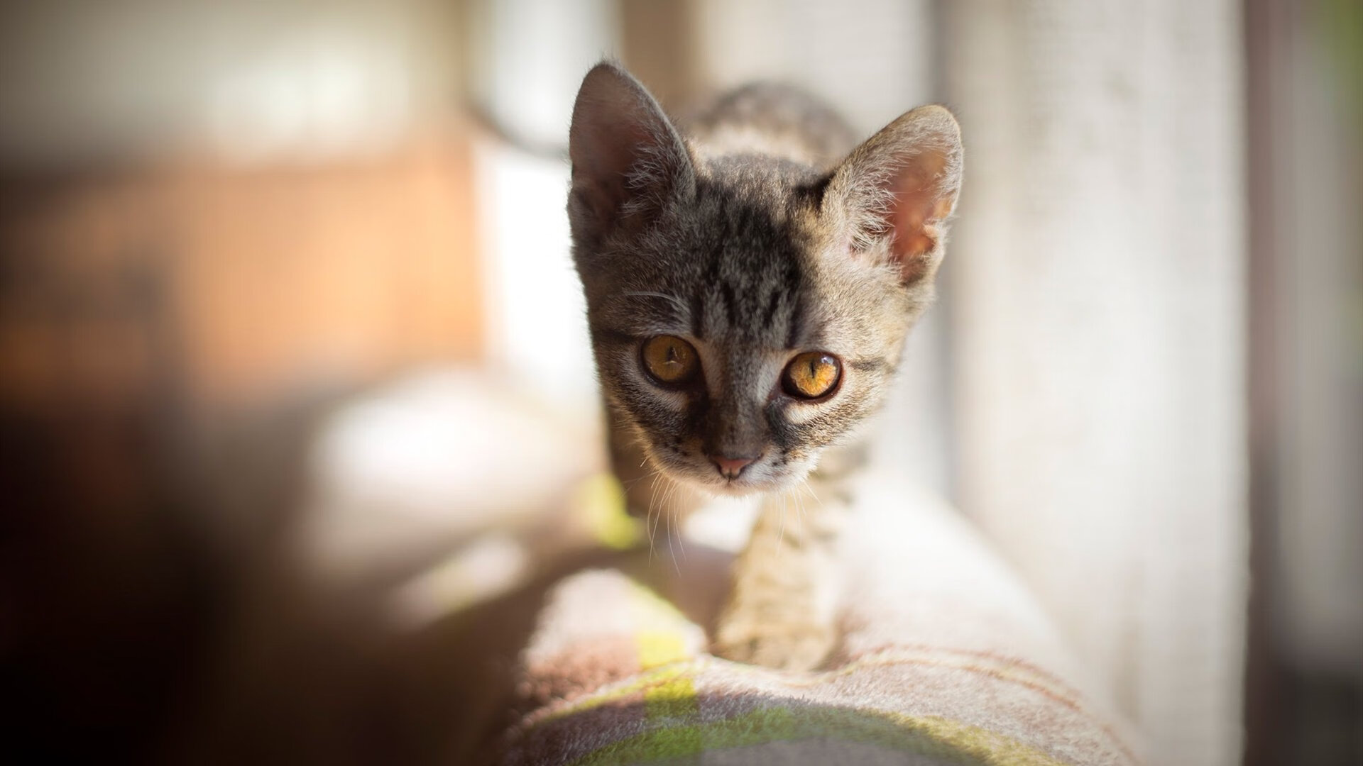 九游娱乐-马尔基斯正踏追逐足球夢想之路，尤文图斯新秀展现潜力，尤文图斯马竞