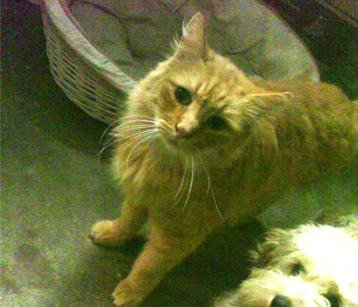 世界健身比赛中国队突破自我,ifbb世界健身锦标赛