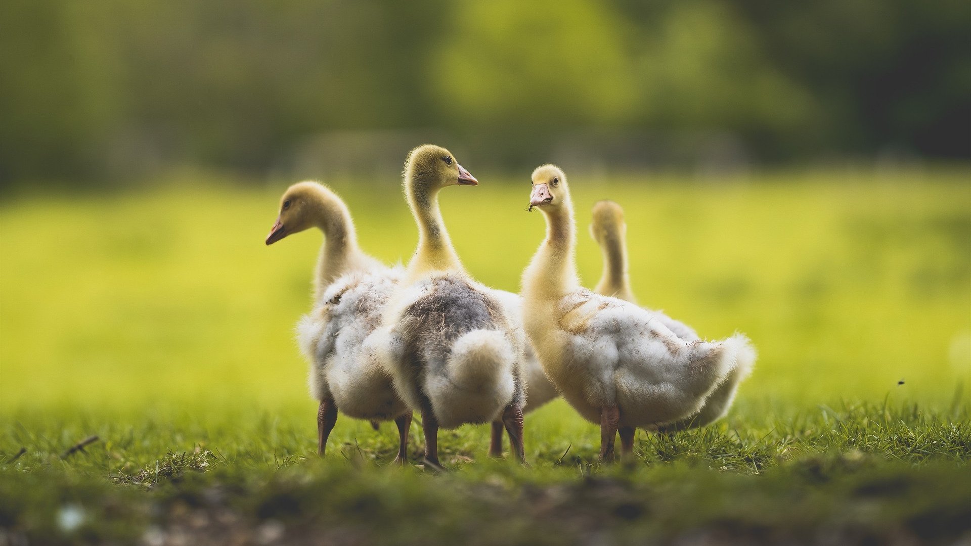 中超联赛中国队战平 战术变化广受讨论,中超战报比分