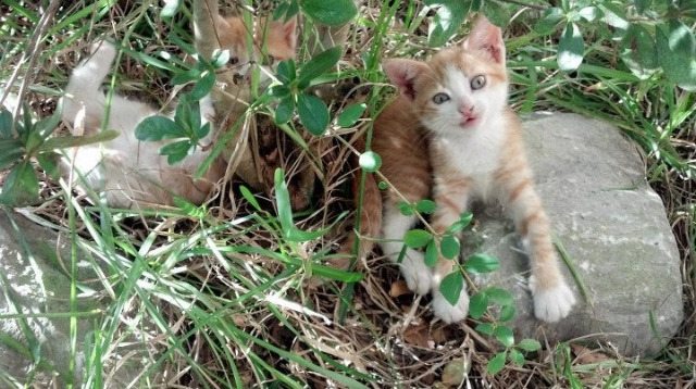 九游娱乐(jiuyou)官网-勒沃库森持球推进顺畅形成压制局面，勒沃库森的球星