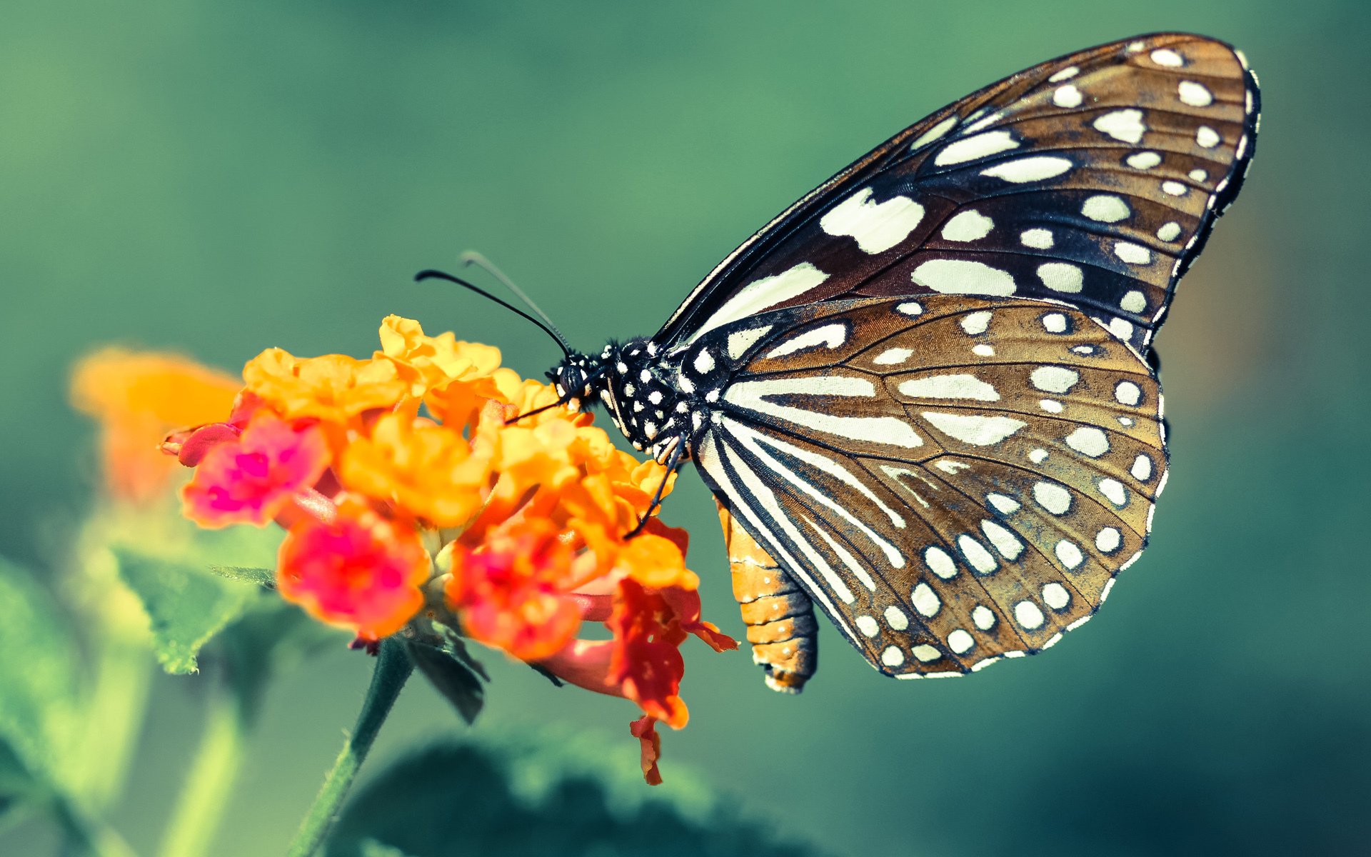 九游app官网下载-女子冰球国家队奥运分组赛程正式公布，女子冰球国家队队员