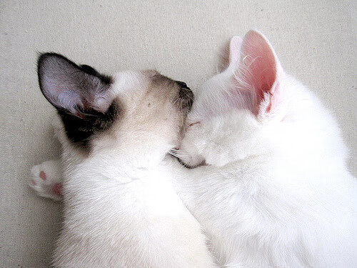 九游（jiuyou.com）游戏-“胡利安·门德斯的坚韧精神与精湛技巧，助力阿根廷美洲狮队勇攀高峰”