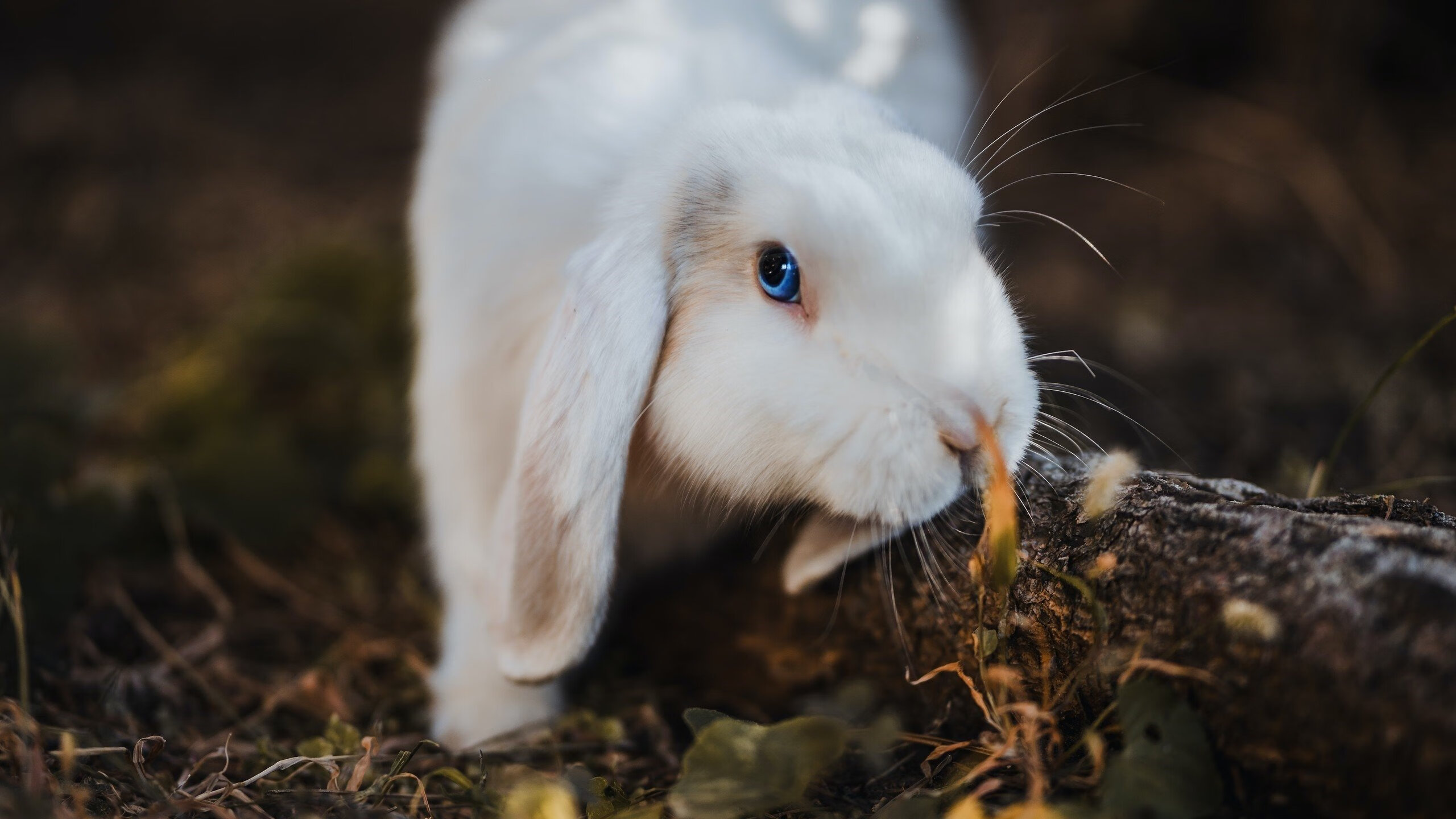 克洛普不断革新战术,带队追求最高荣誉