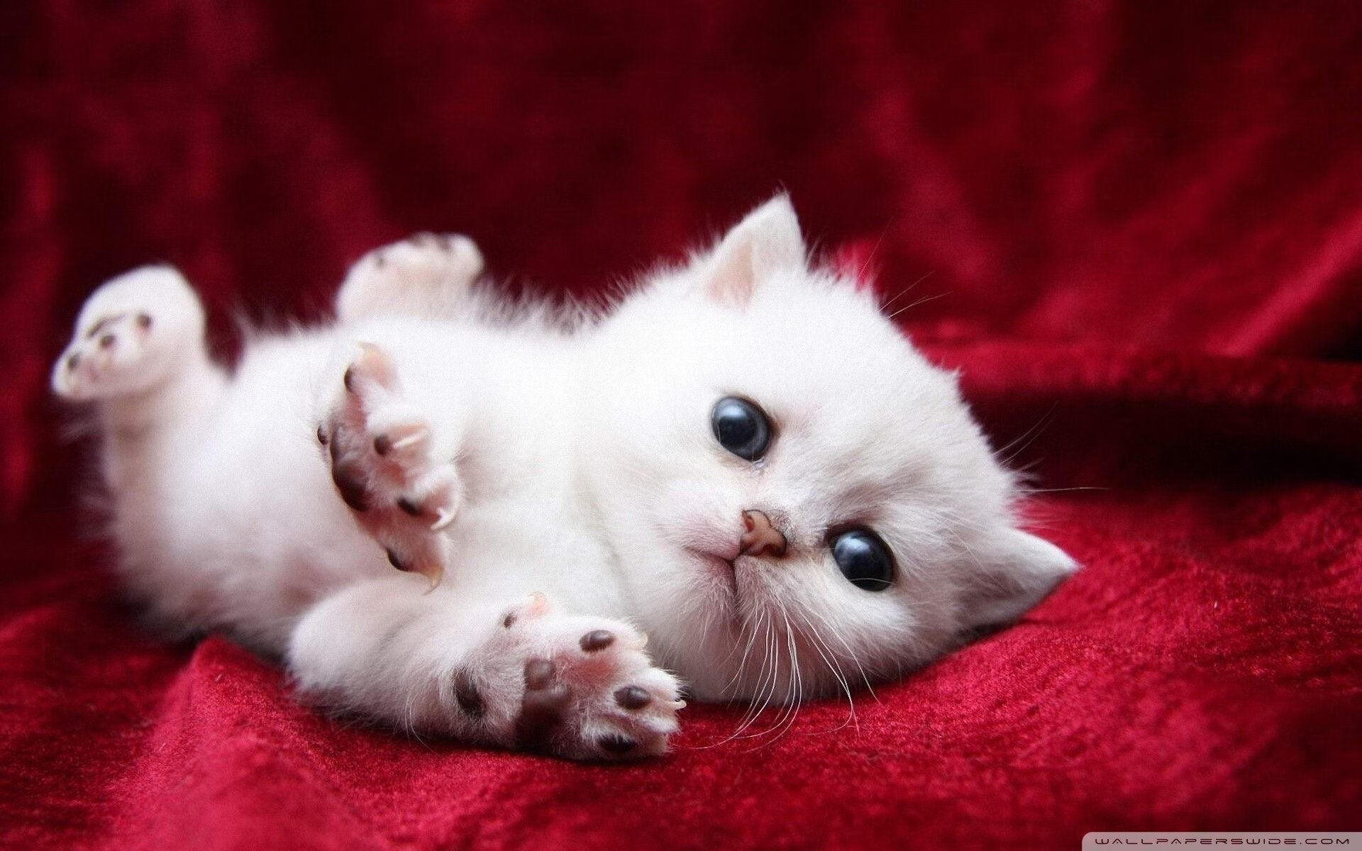 九游9游-拉文单场五十加公牛带动全队节奏，拉文续约公牛