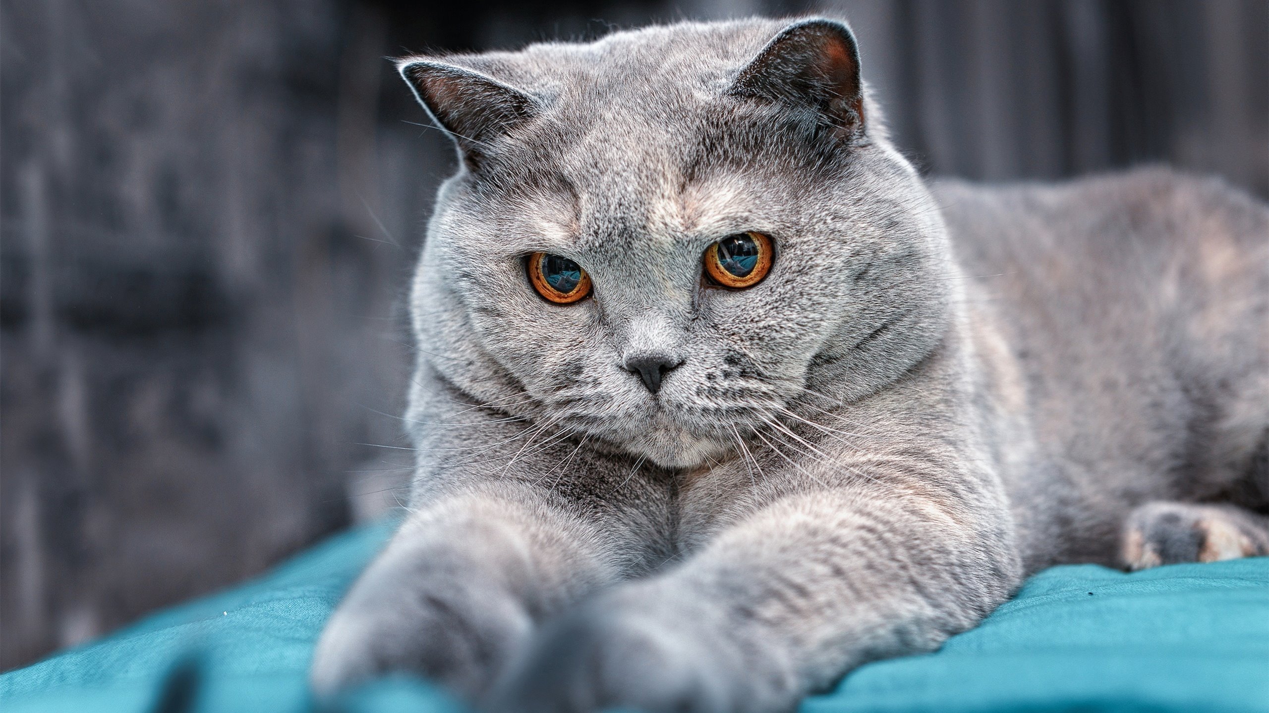 九游游戏中心官网-足球射门技术创新研究，足球射门技术的重难点