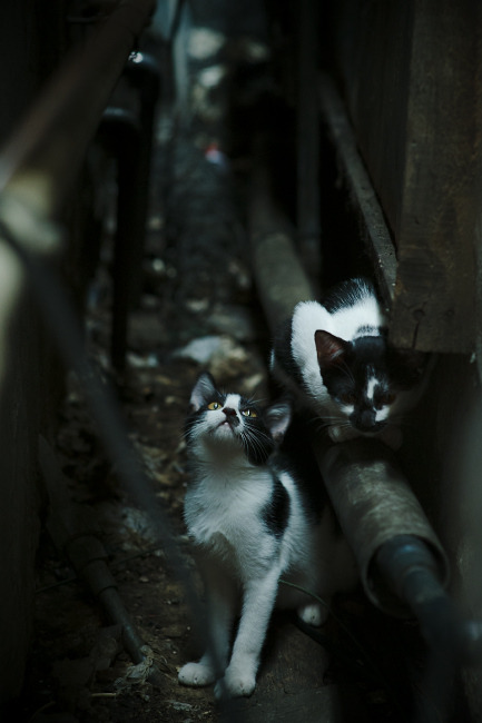 九游官网下载电脑版-马里特·斯滕伯根100米自由泳赛场表现稳健