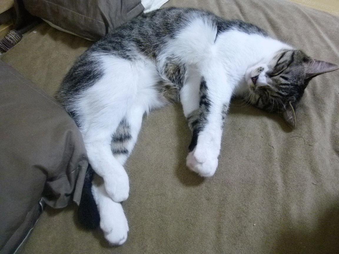 九游下载中心-马拉松赛事数据采集与分析技术提升，马拉松数据库